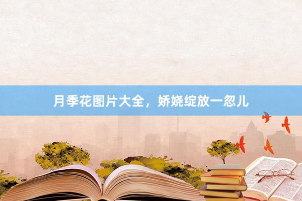 月季花图片大全，娇娆绽放一忽儿